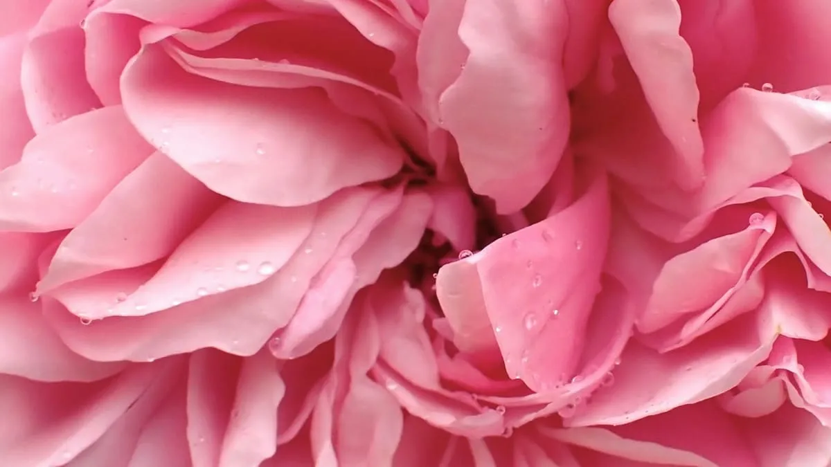 Клитор: где находится, как устроен, мифы. a close up of a pink flower with water droplets Фото: Nancy Hughes, Unsplash