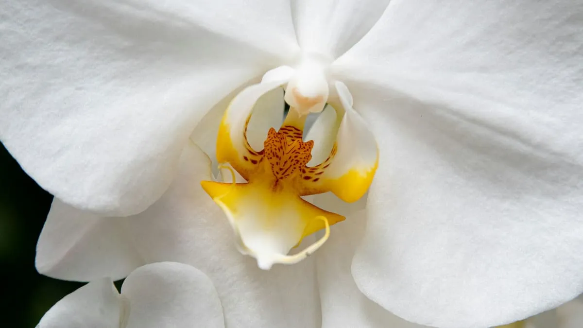 Вульва и влагалище: строение, норма, выделения. white petaled flower close-up photography Фото: Stephen Ellis, Unsplash